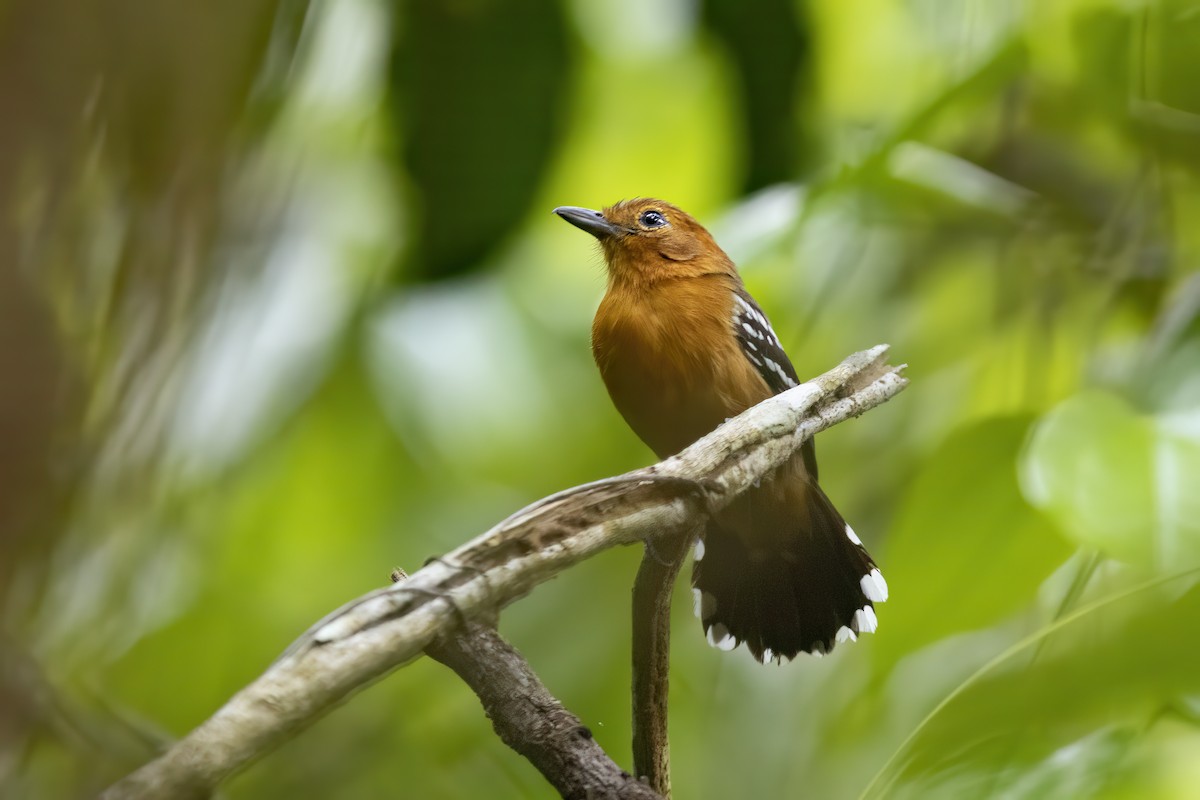 Amazonian Antshrike - ML644474194