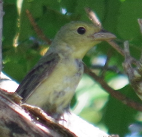 Чернокрылая пиранга - ML644474197