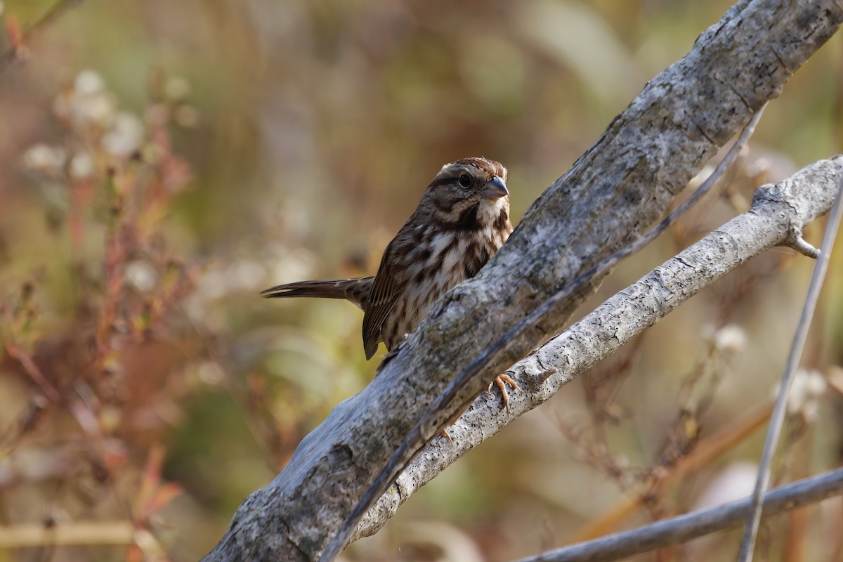 ウタスズメ - ML644474207
