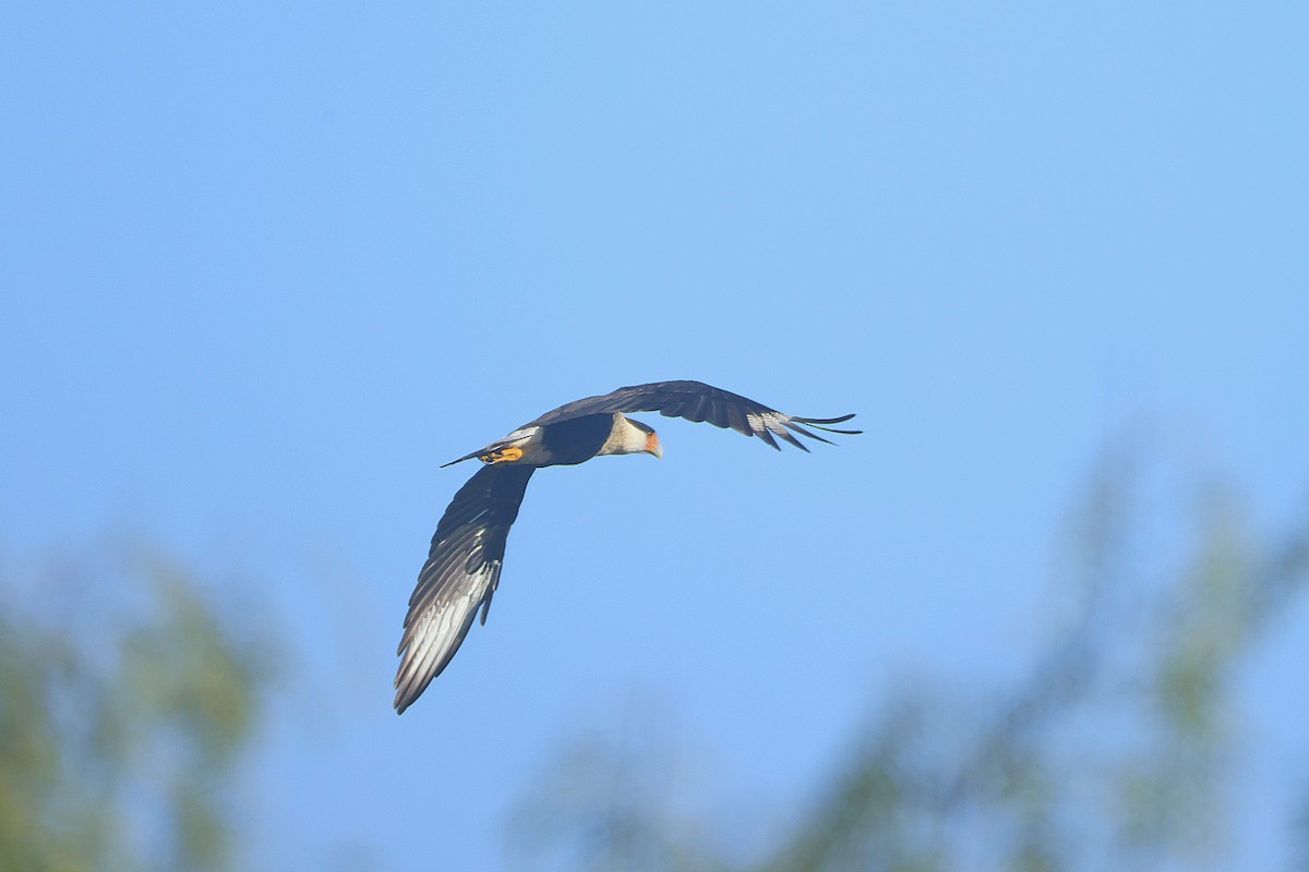 ミナミカラカラ（cheriway ） - ML644474208