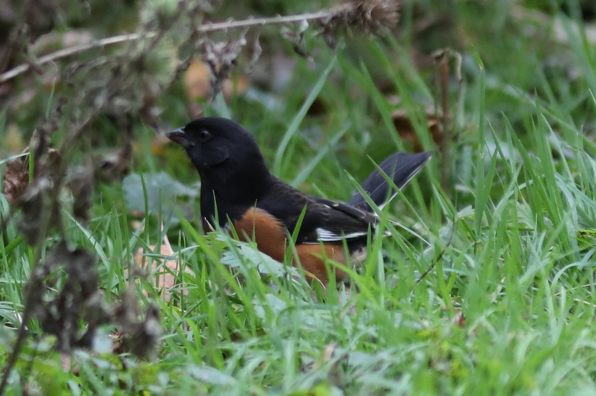 Eastern Towhee - ML644474214
