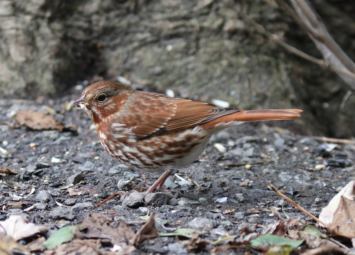 Fox Sparrow - ML644474227