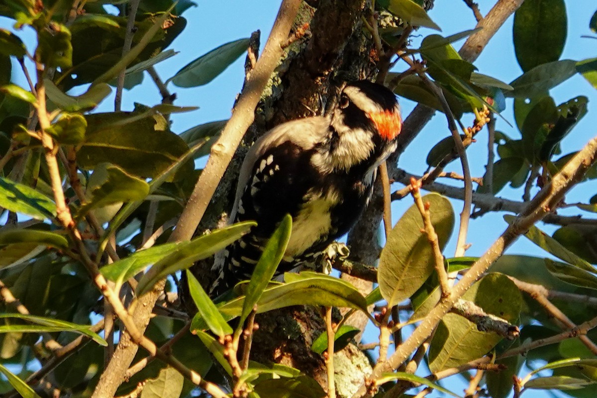 Downy Woodpecker - ML644474234