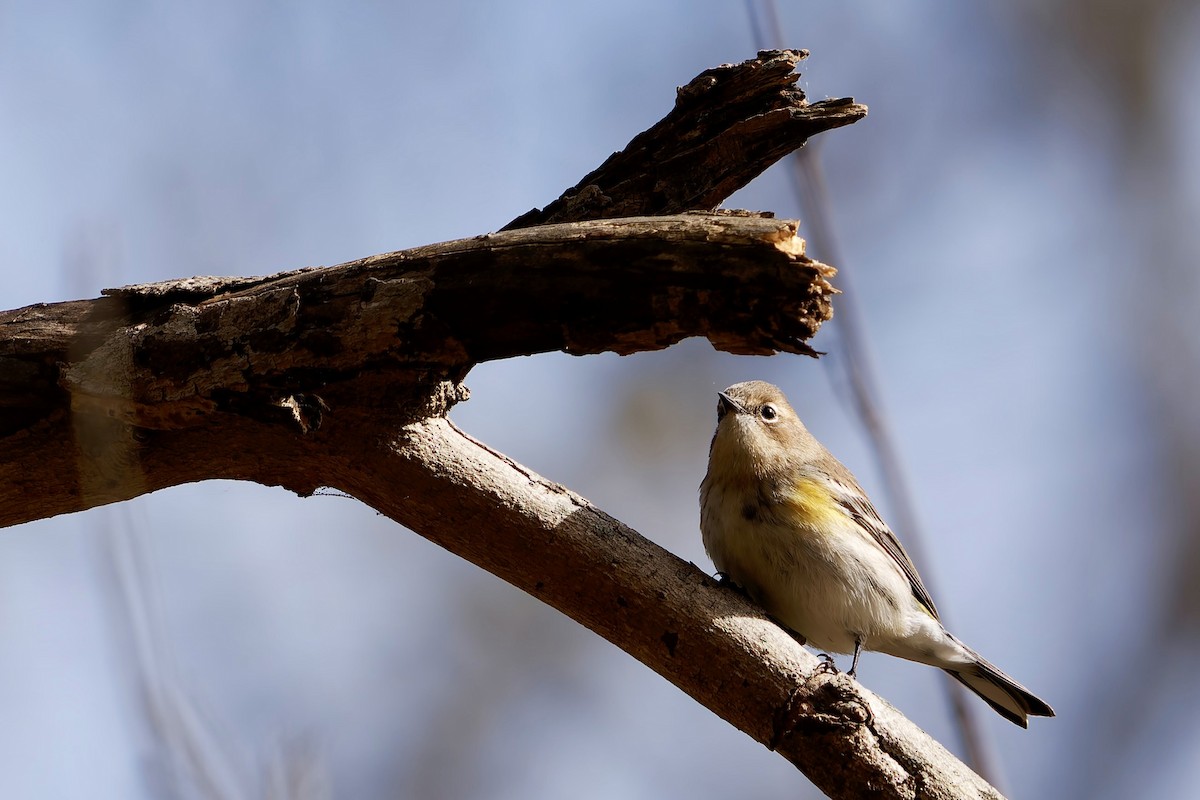 キヅタアメリカムシクイ - ML644474235