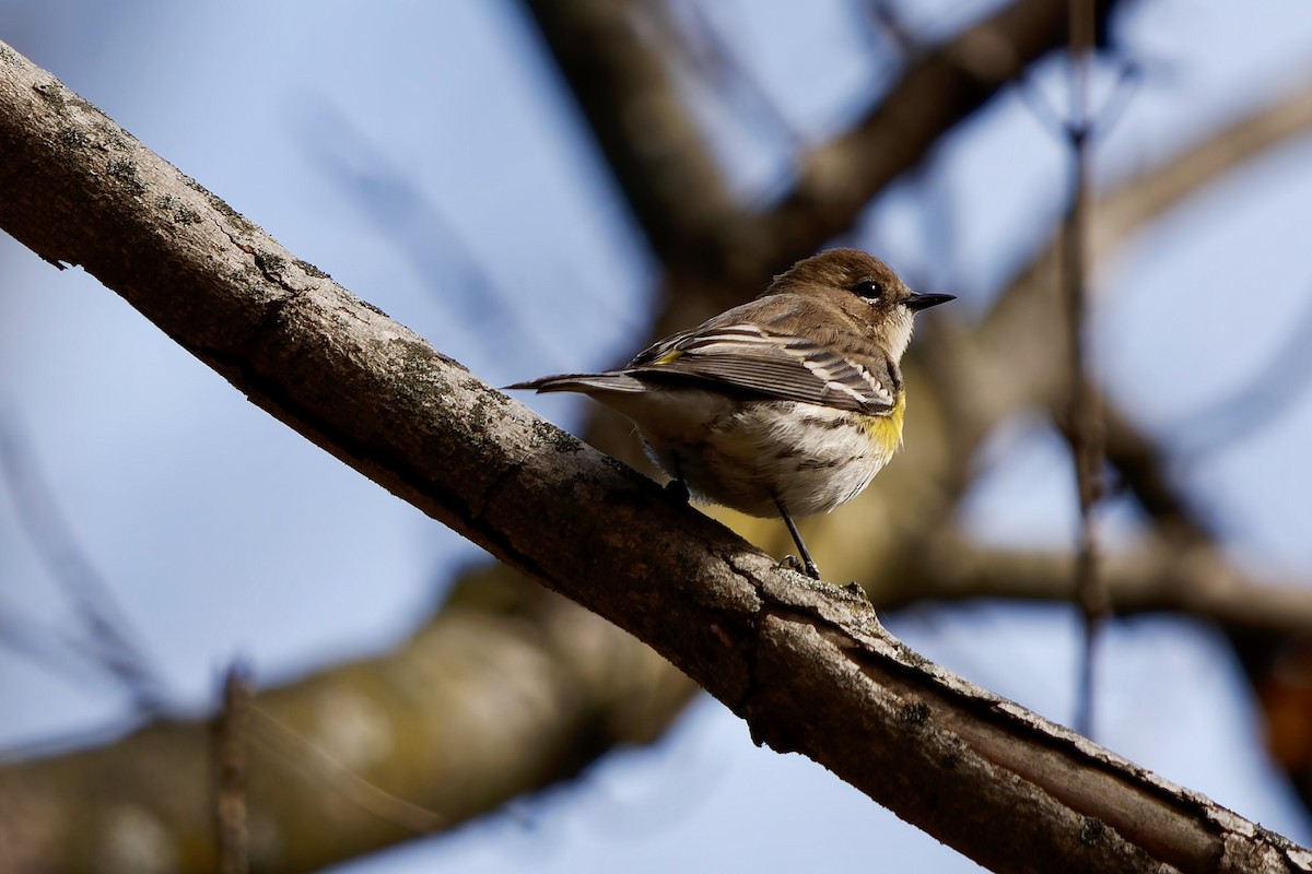 キヅタアメリカムシクイ - ML644474236