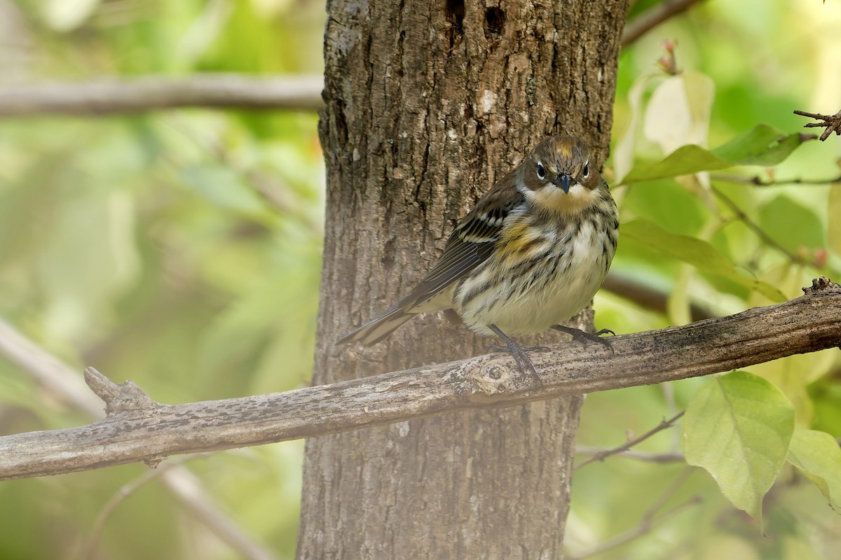 キヅタアメリカムシクイ - ML644474237