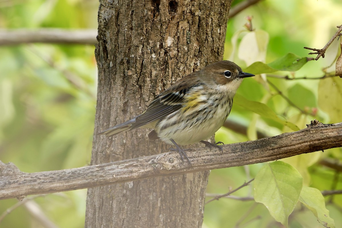 キヅタアメリカムシクイ - ML644474238