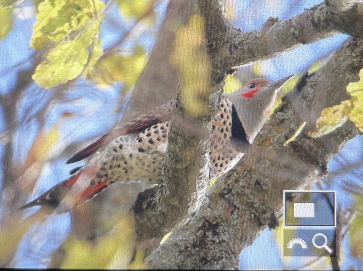 Northern Flicker (Red-shafted) - ML644474243