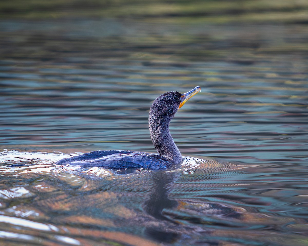 Double-crested Cormorant - ML644474261