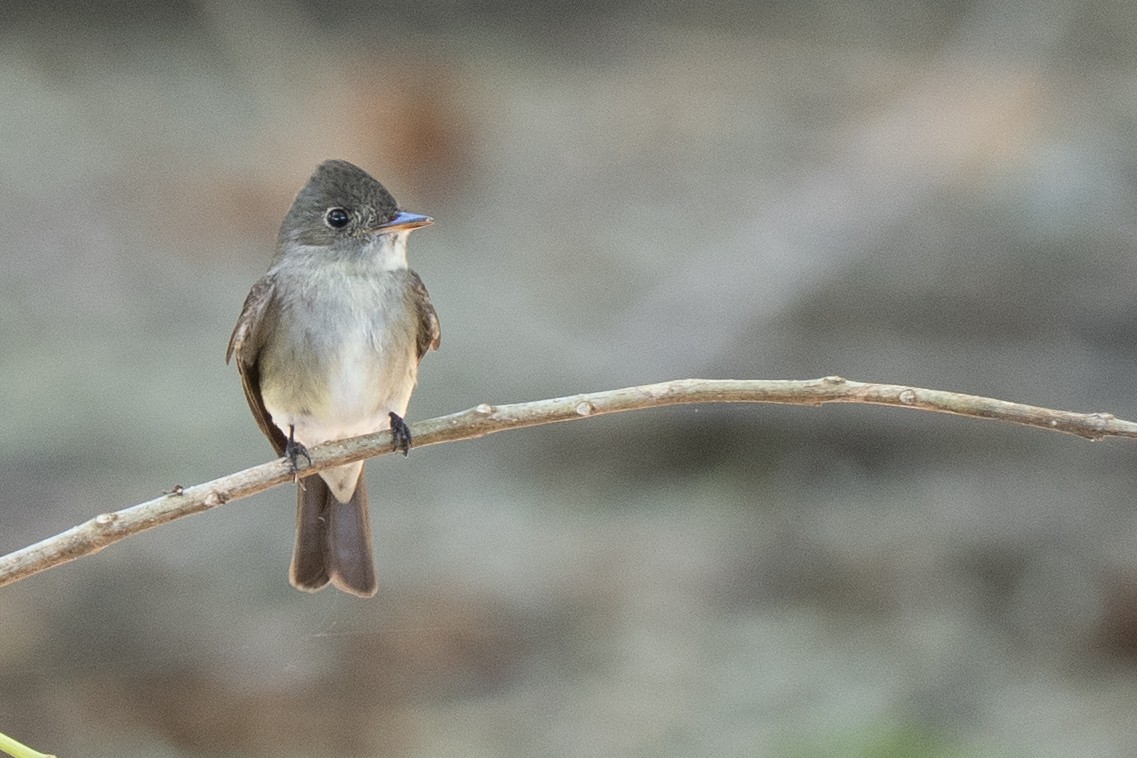 Eastern Wood-Pewee - ML644474270