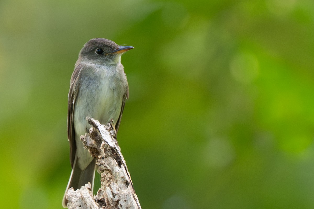 Eastern Wood-Pewee - ML644474271