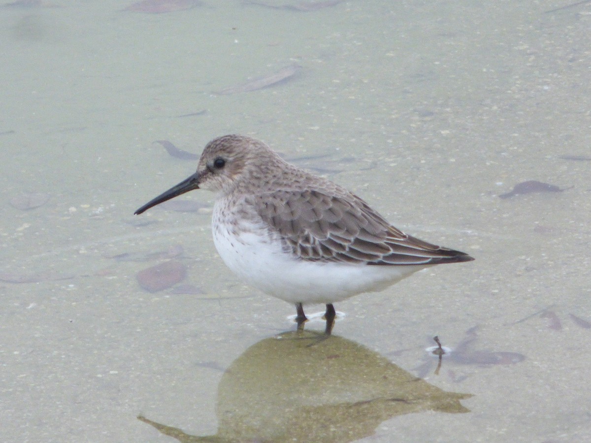 Чернозобик - ML644474272