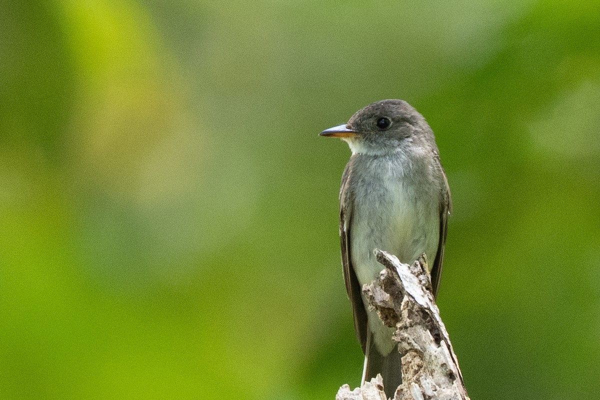 Eastern Wood-Pewee - ML644474273