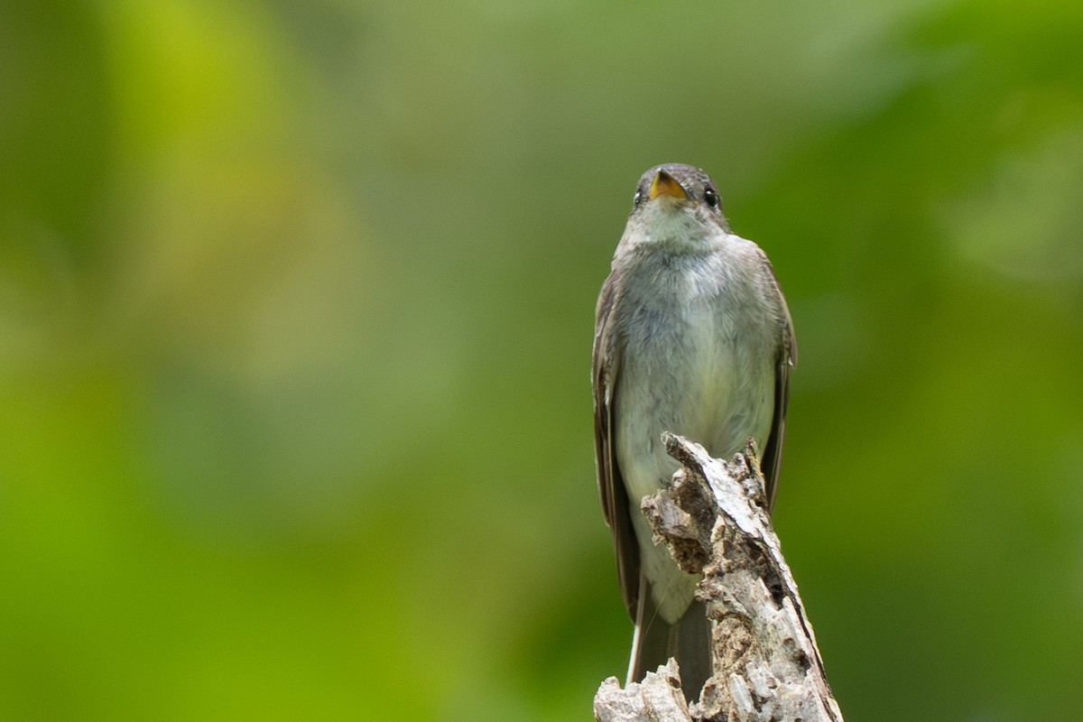 Eastern Wood-Pewee - ML644474275