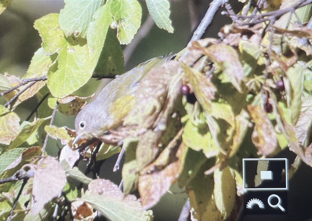 Nashville Warbler (ruficapilla) - ML644474278