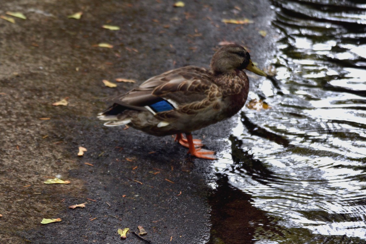 Canard colvert - ML644474286