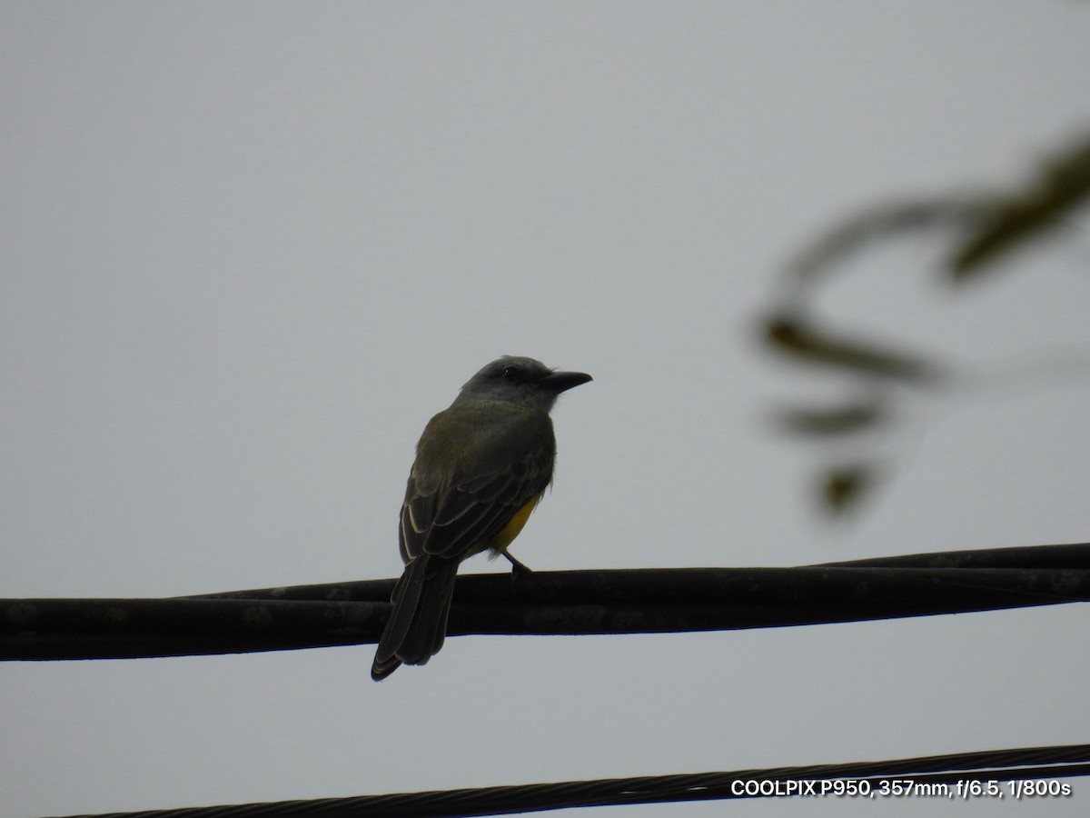 Tropical Kingbird - ML644474287