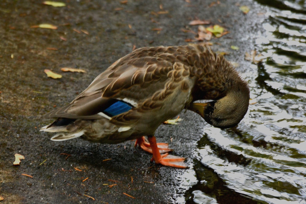 Canard colvert - ML644474289