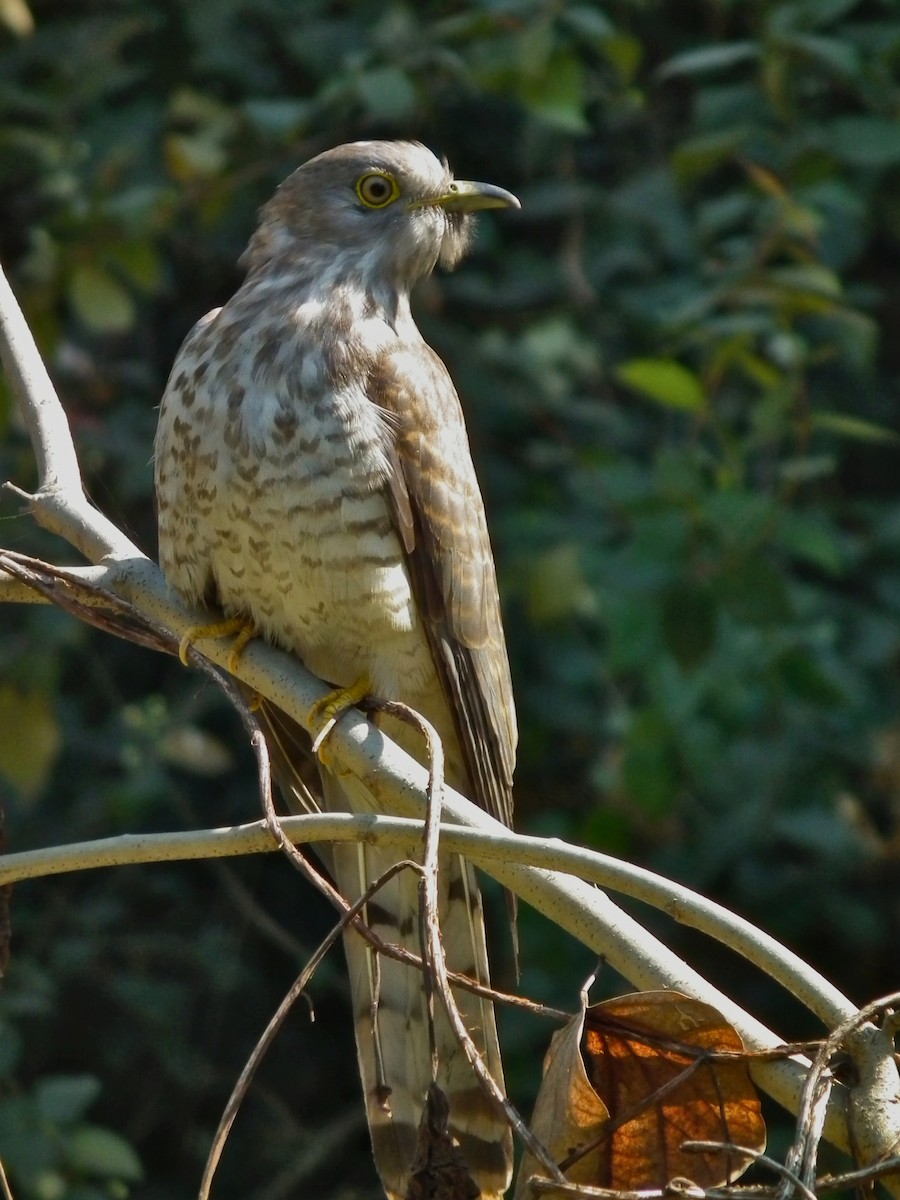 Common Hawk-Cuckoo - ML644474290