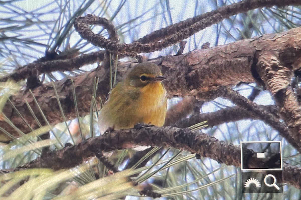 Pine Warbler - ML644474291