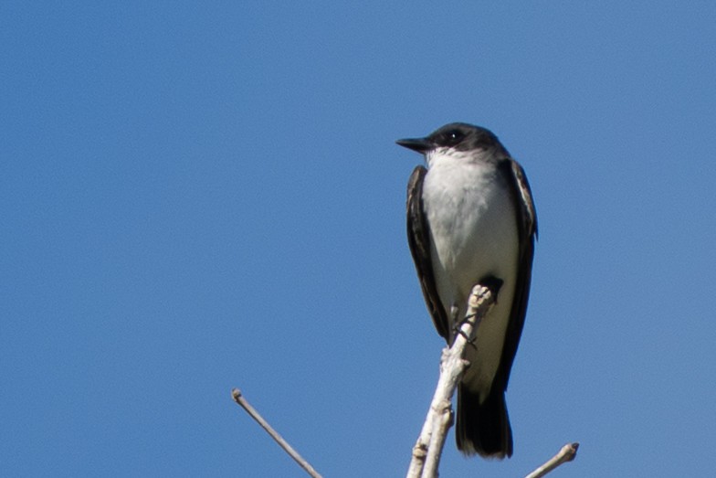 Eastern Kingbird - ML644474297