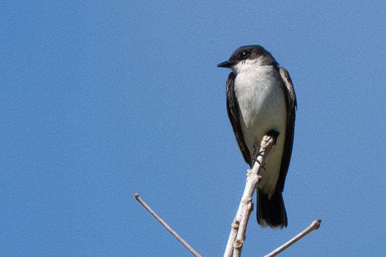 Eastern Kingbird - ML644474298