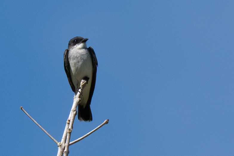 Eastern Kingbird - ML644474299