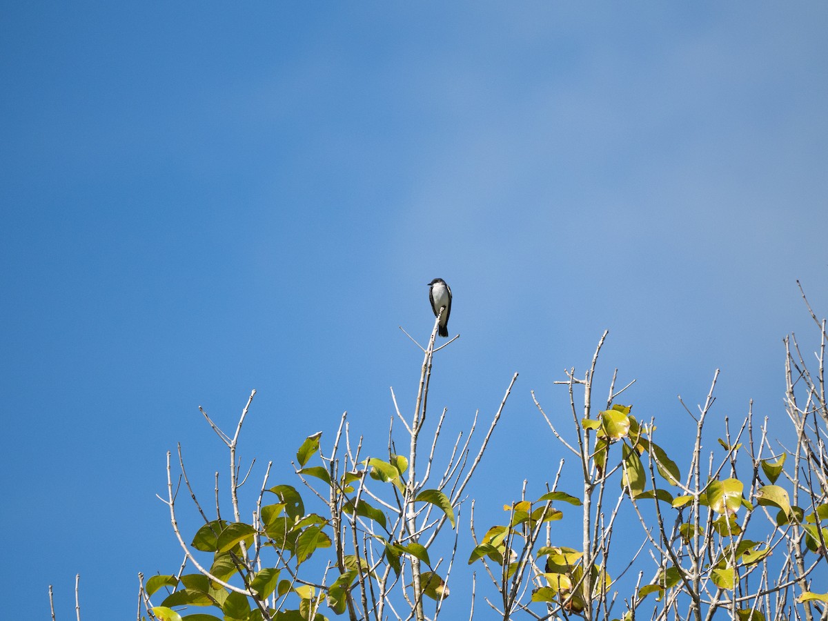Eastern Kingbird - ML644474300