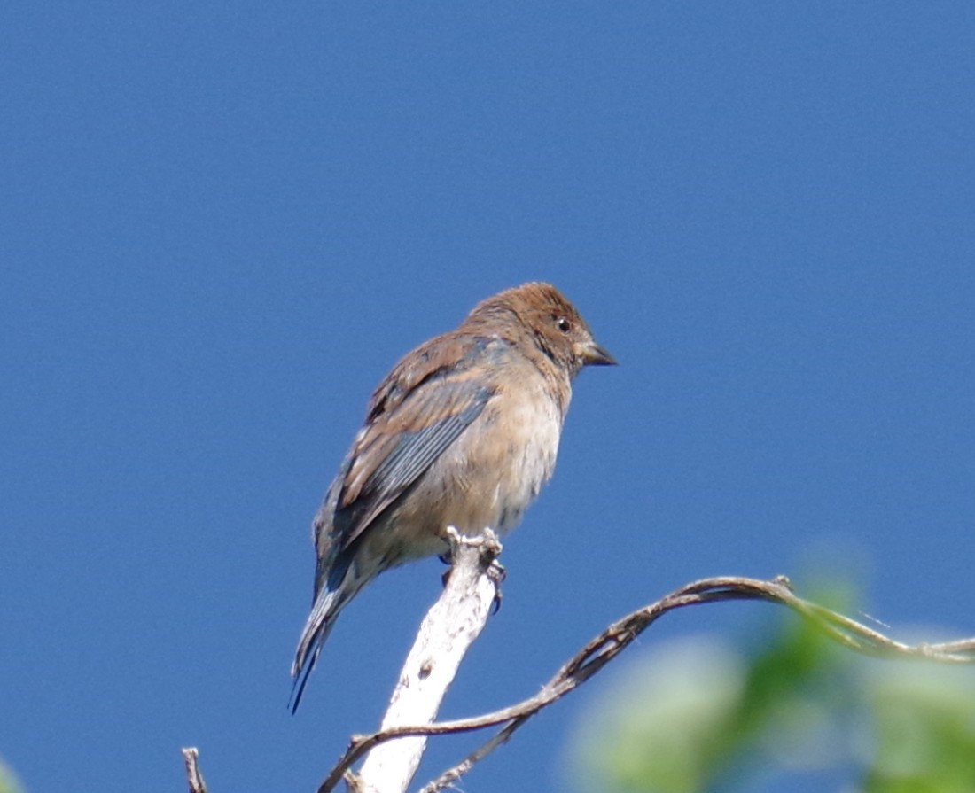 Индиговый колорин - ML644474303