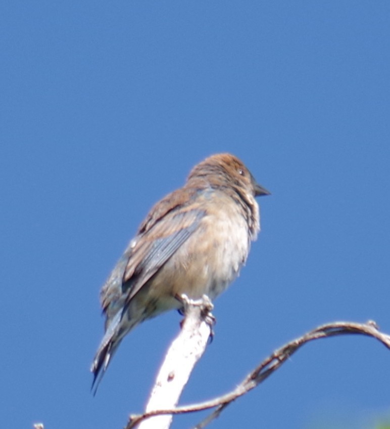 Индиговый колорин - ML644474304