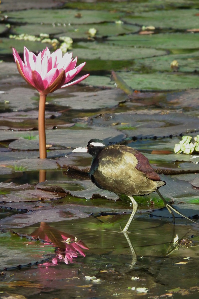 Bronze-winged Jacana - ML644474318