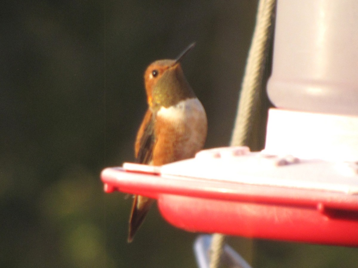 Rufous Hummingbird - ML644474329