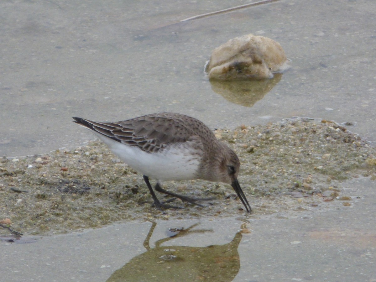 Чернозобик - ML644474344