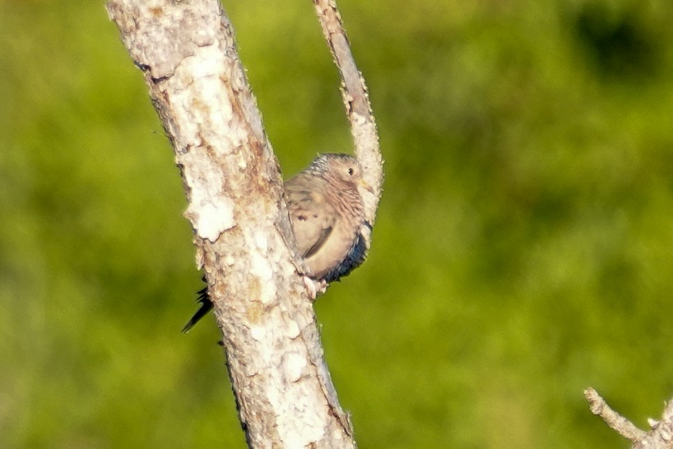 Common Ground Dove - ML644474356