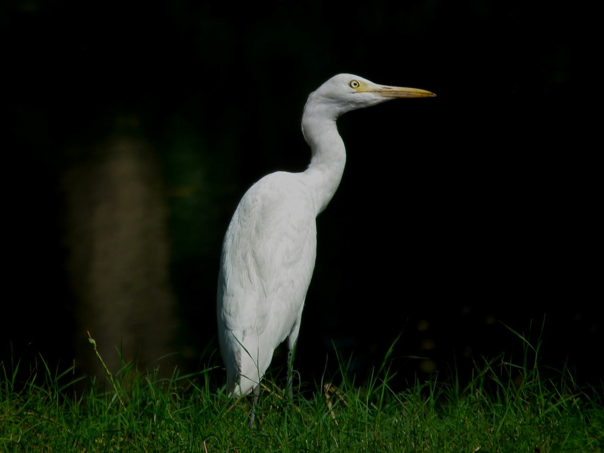 Eastern Cattle-Egret - ML644474359