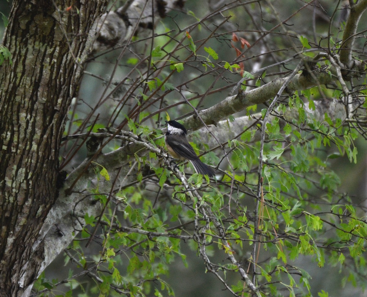 Amerika Baştankarası - ML644474360