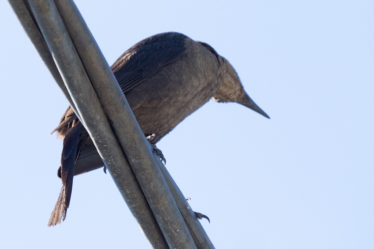 Carib Grackle - ML644474363