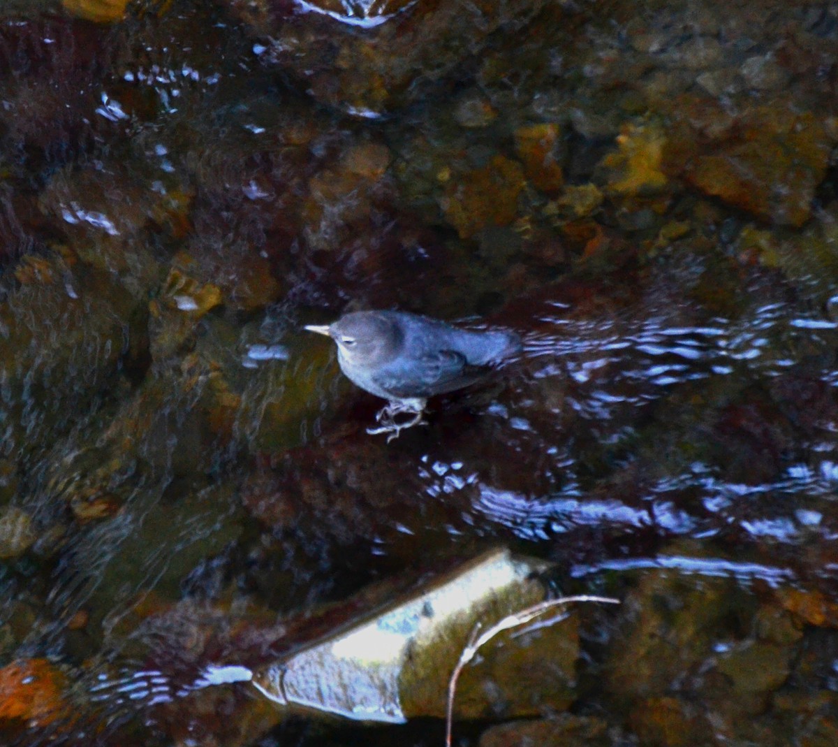 Серая оляпка - ML644474364