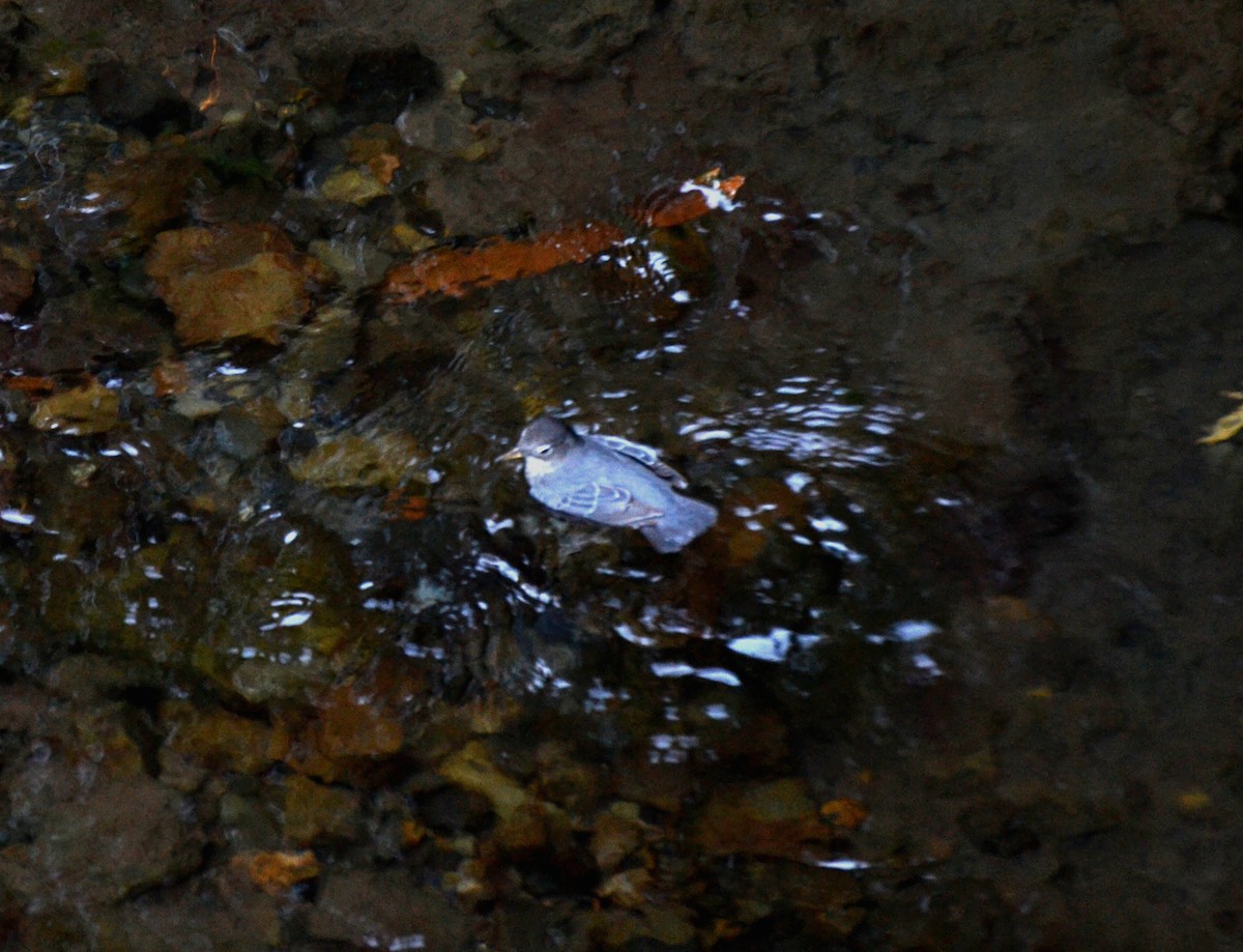 Серая оляпка - ML644474365