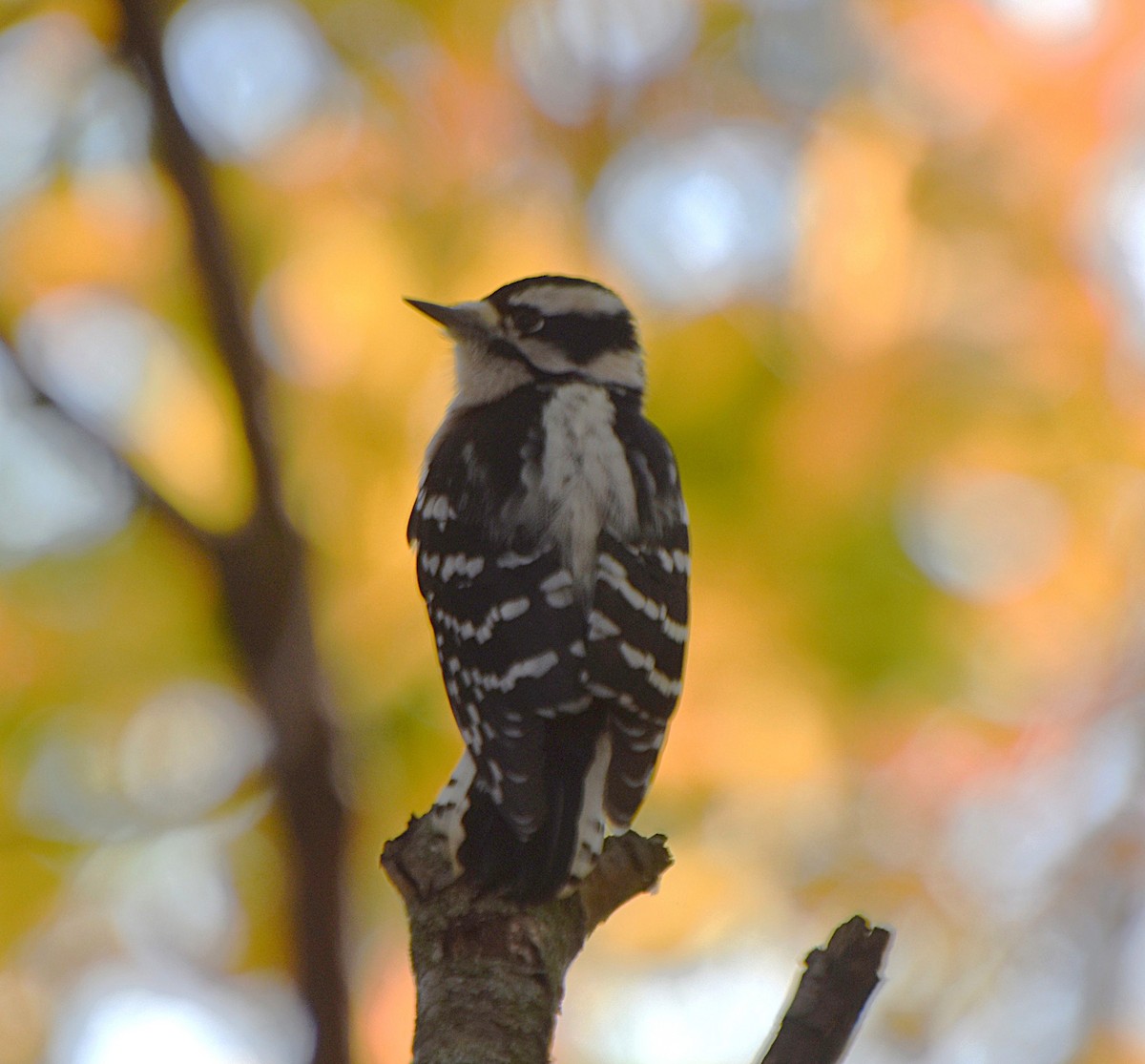 Downy Woodpecker - ML644474368