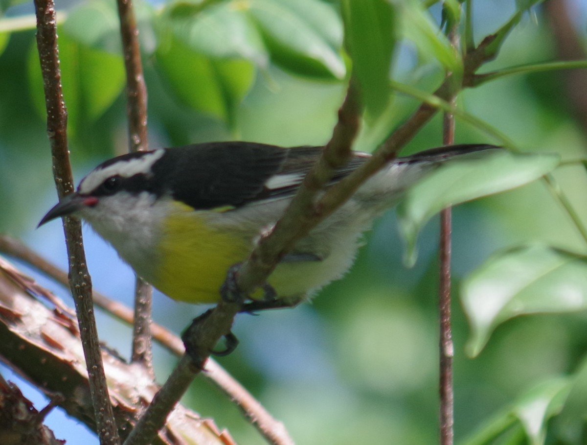 Банановая кареба, сахарная цветочница - ML644474370