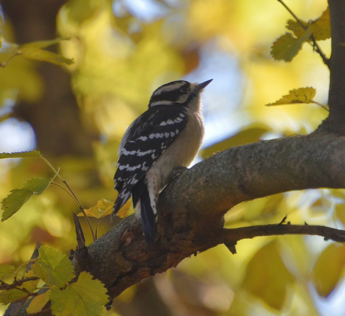 Downy Woodpecker - ML644474375