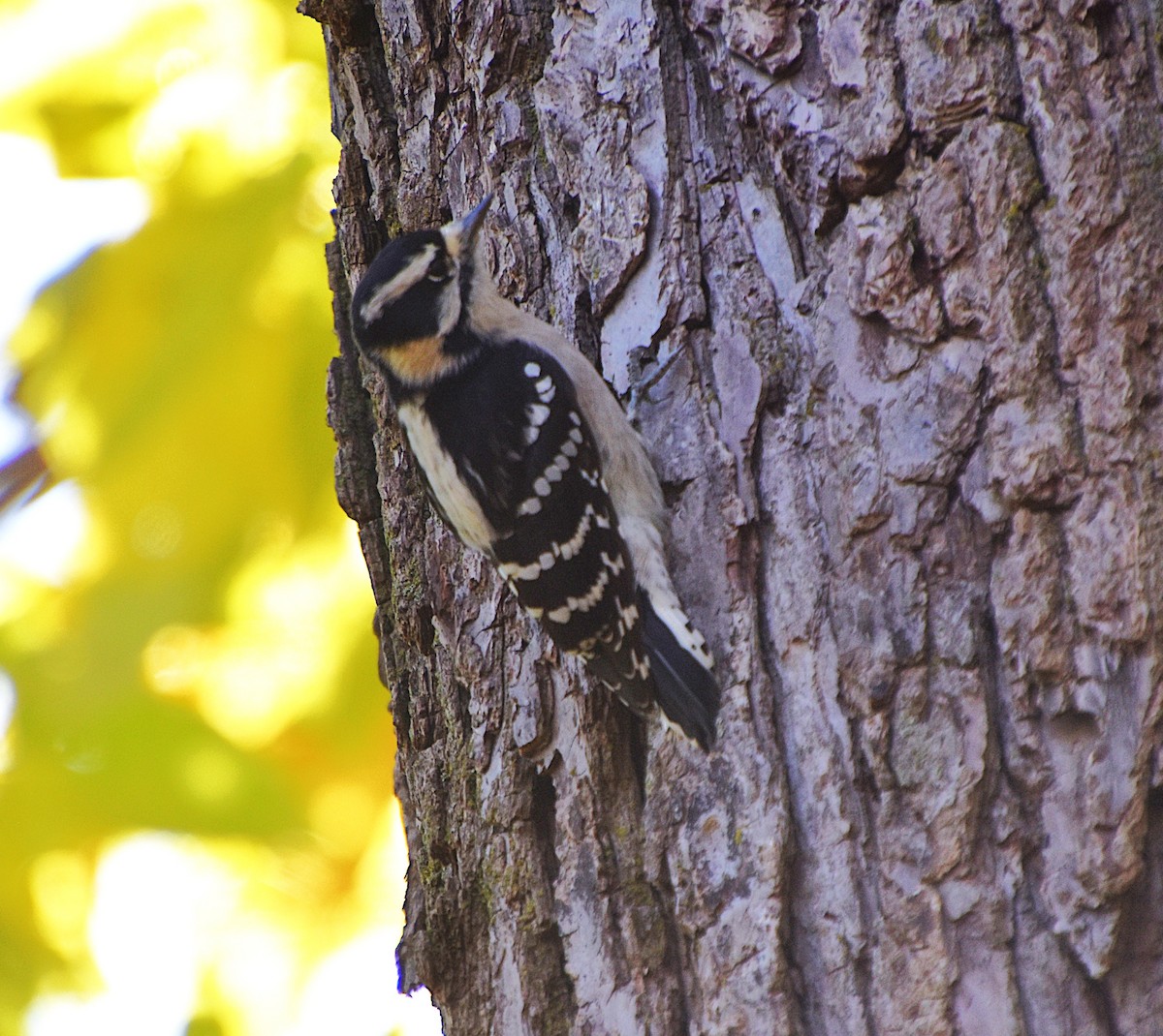 Downy Woodpecker - ML644474377