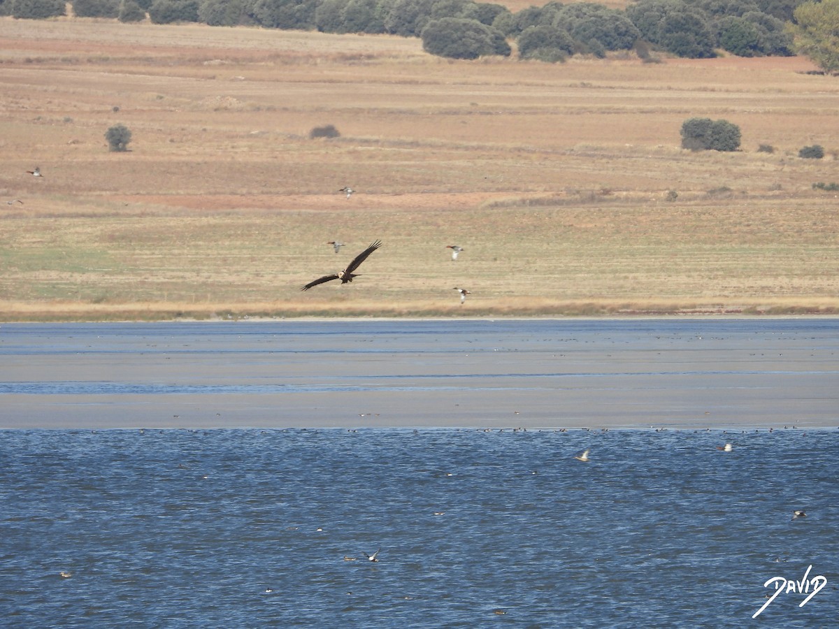Western Marsh Harrier - ML644474379