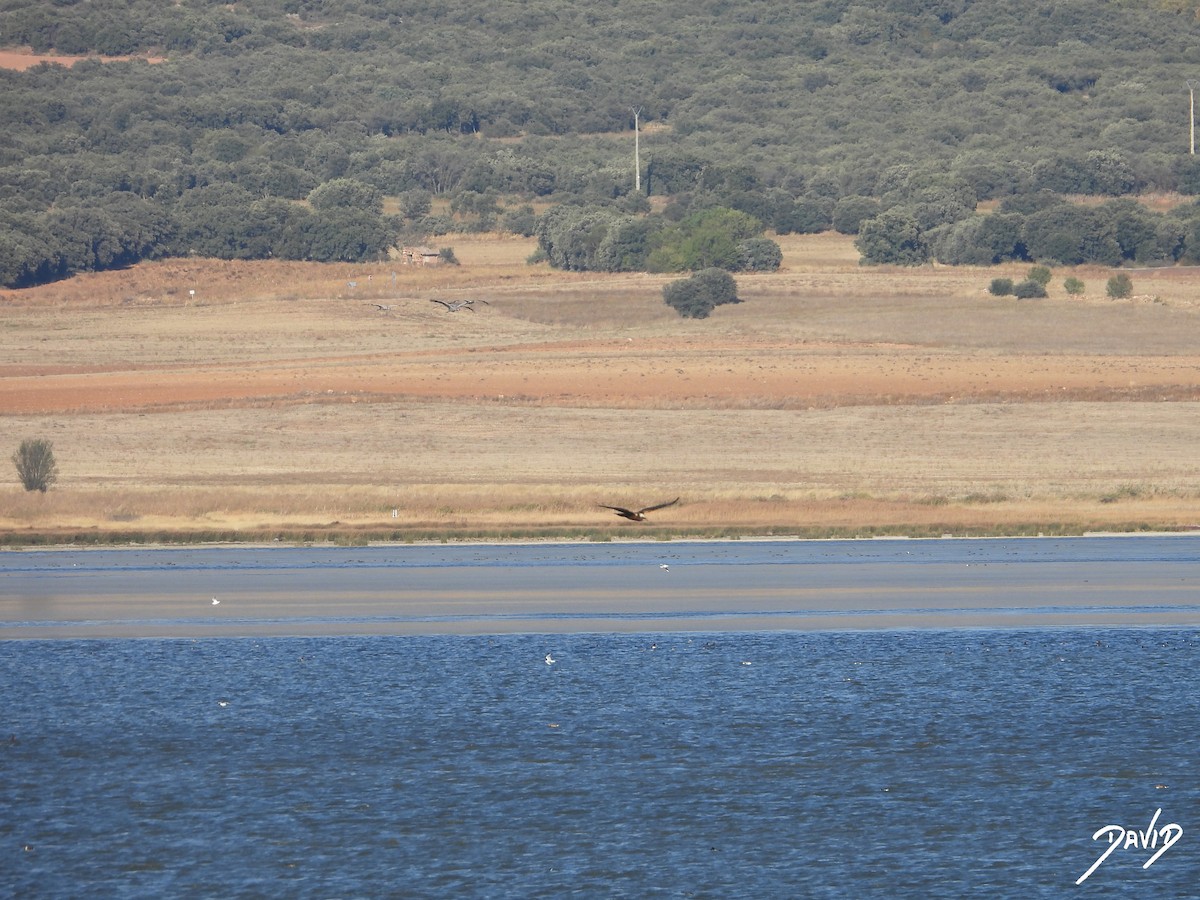 Western Marsh Harrier - ML644474380