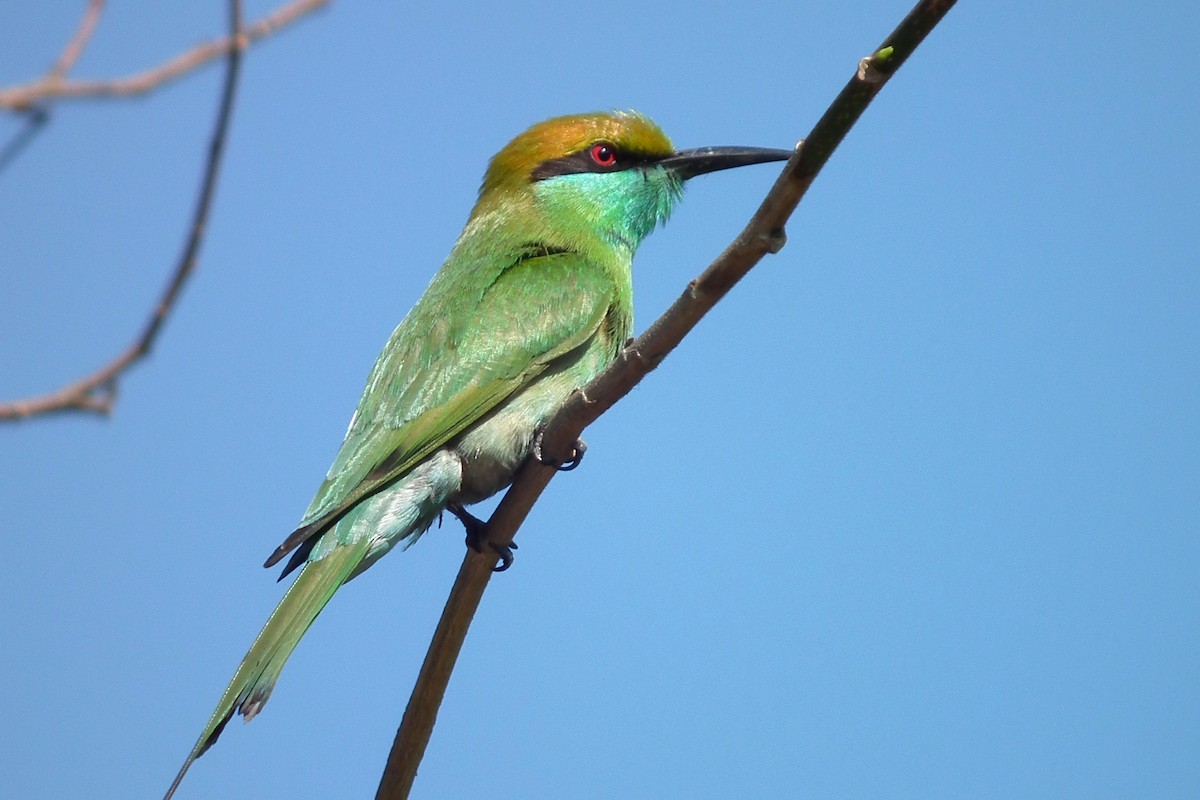 Asian Green Bee-eater - ML644474388