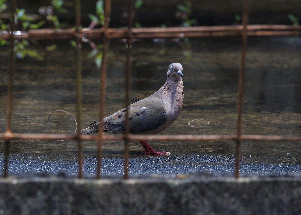 Eared Dove - ML644474421