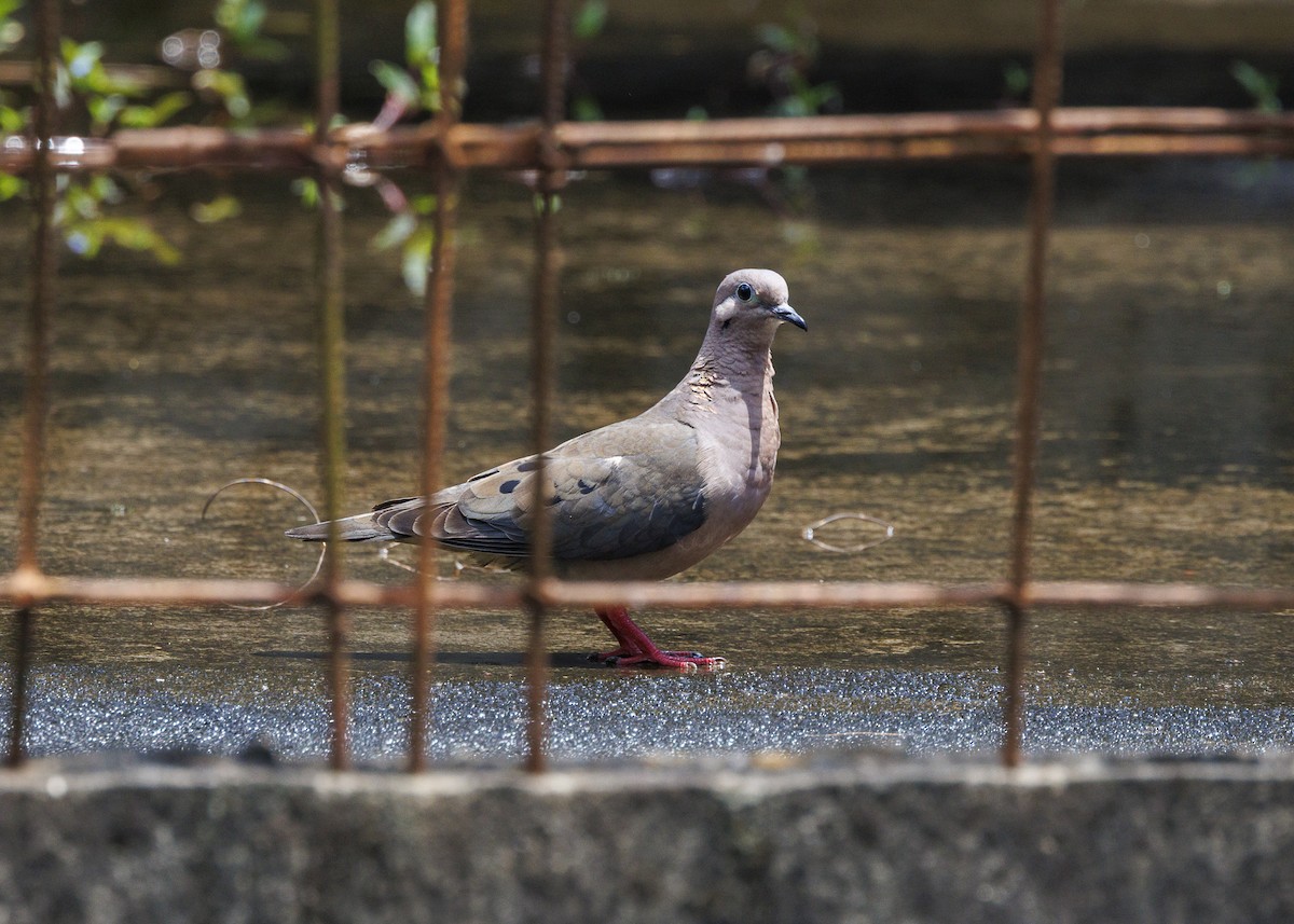 Eared Dove - ML644474425