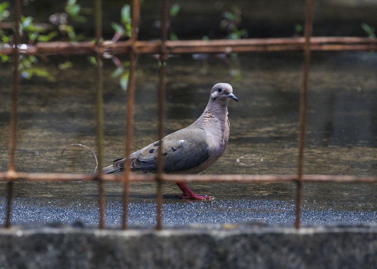 Eared Dove - ML644474427
