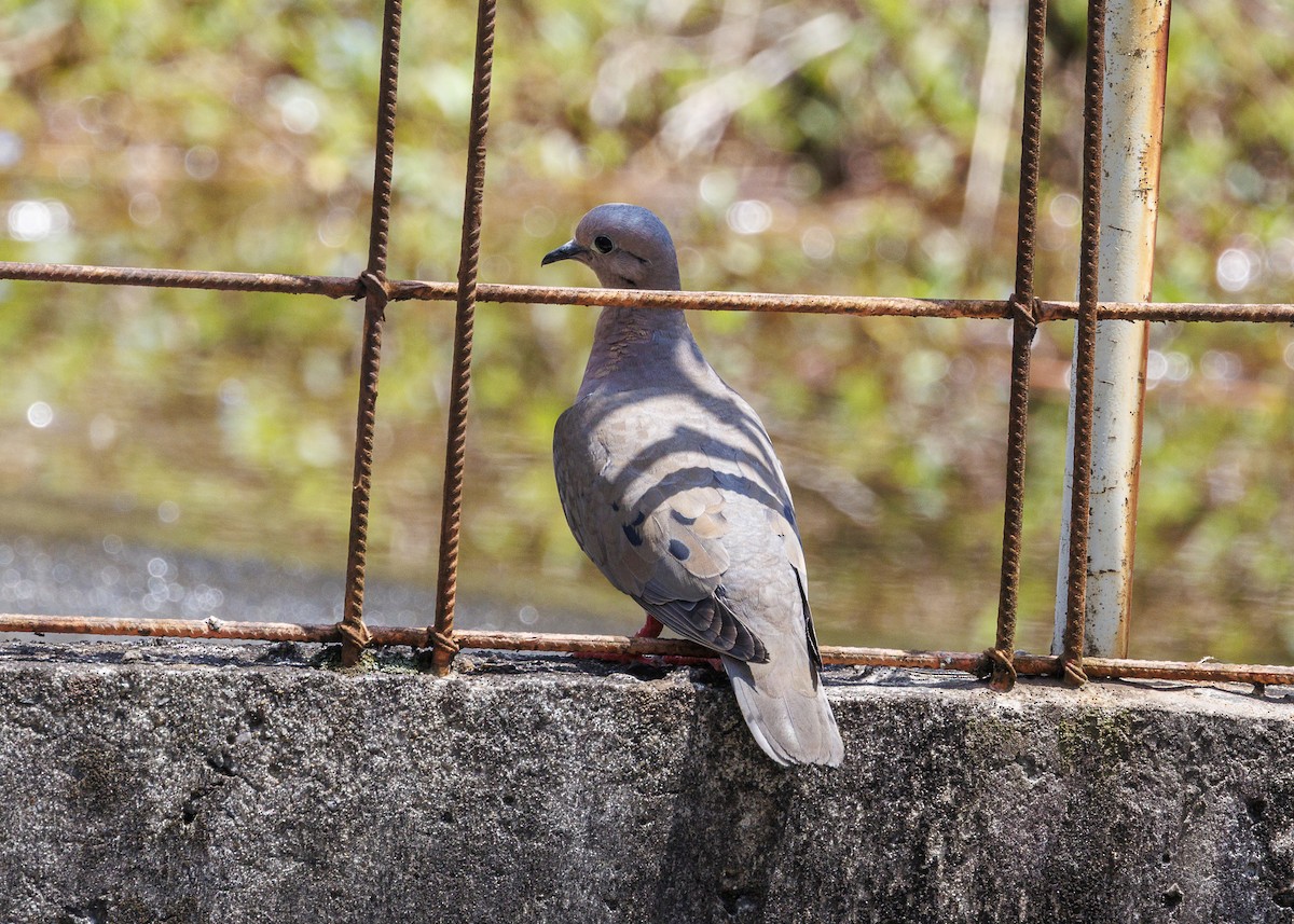 Eared Dove - ML644474428